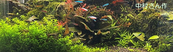 熱帯魚・水草 ショップ 通信販売(アクアマリン熊本)