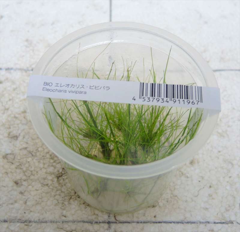 ADA BIO エレオカリスビビパラの販売 (熱帯魚・水草 アクアマリン熊本)