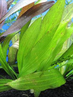 エキノドルス ジャガー 株