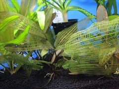 アポノゲトン マダガスカレンシス アクアフルール社