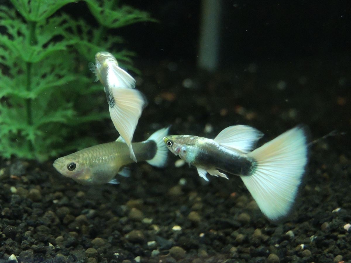 国産グッピー ドイツイエロータキシード ハイドーサル ペア の通信販売。(熱帯魚・水草 アクアマリン熊本)