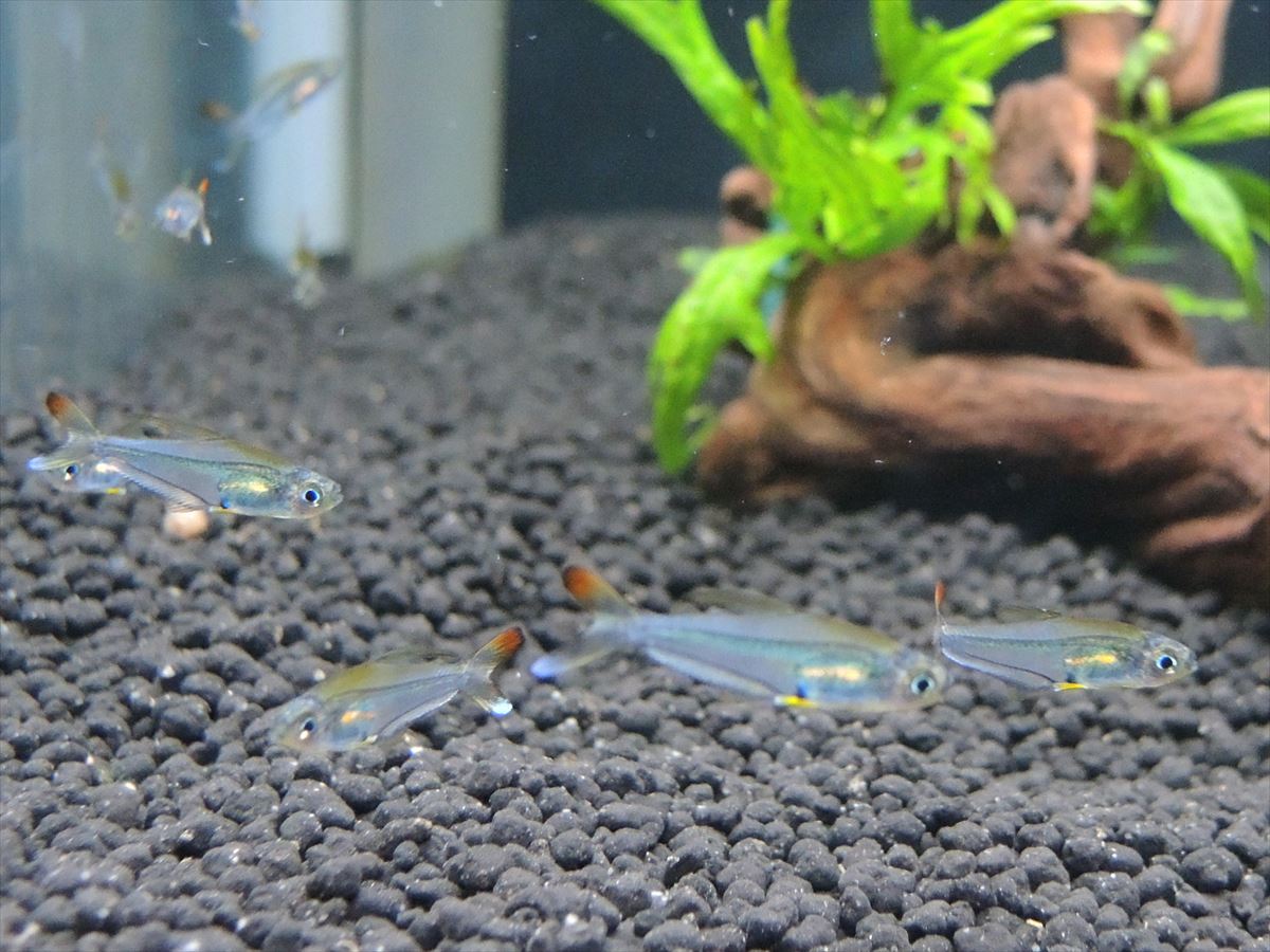 クリスタルレインボーテトラの通信販売 熱帯魚 水草 アクアマリン熊本