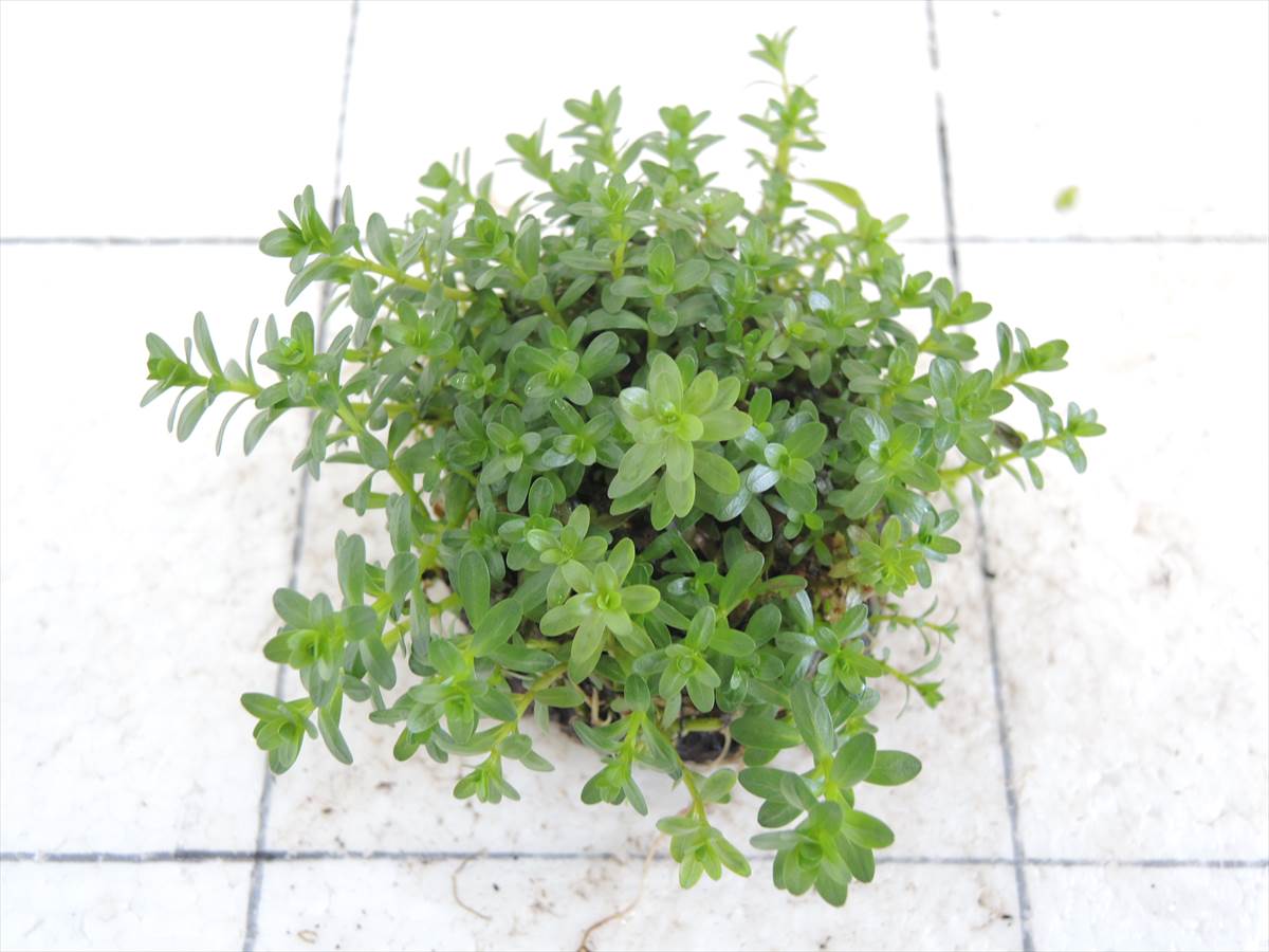 侘び草単植系 ロターラナンセアン 65Φの写真3