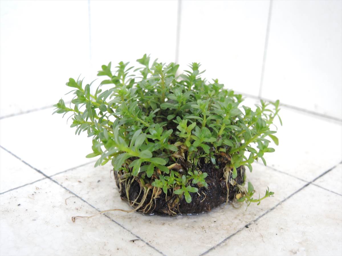 侘び草単植系 ロターラナンセアン 65Φの写真4
