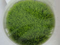 ウォーターローン 1-2-Grow 　