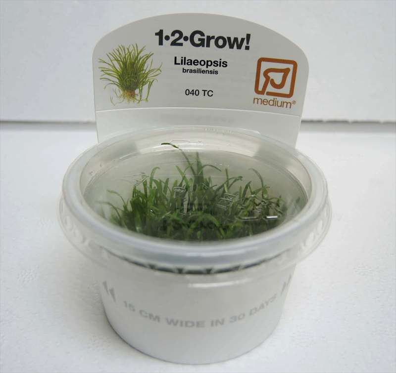コブラグラス ブラジリエンシス 1 2 grow の通信販売 アクアマリン熊本 コブラグラス ブラジリエンシス 1 2 grow の通信販売 アクアマリン熊本
