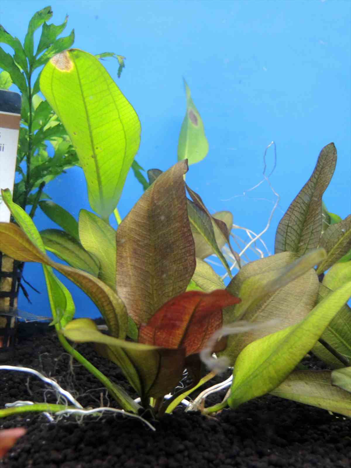 エキノドルス スモールベア 水上葉の写真2
