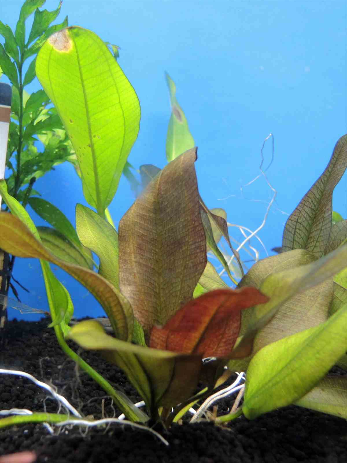 エキノドルス スモールベア 水上葉の写真3