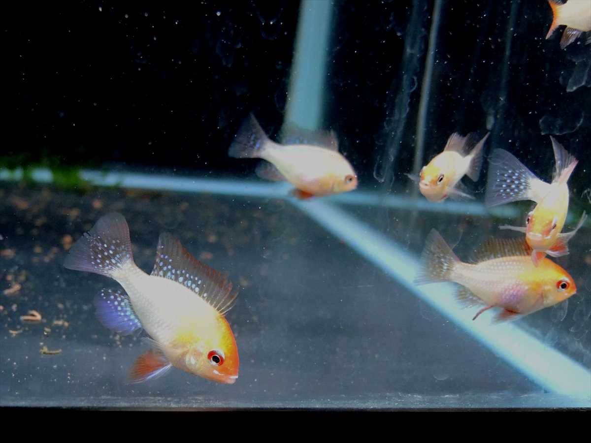 ラミレジィ オランダ ゴールデンの写真3
