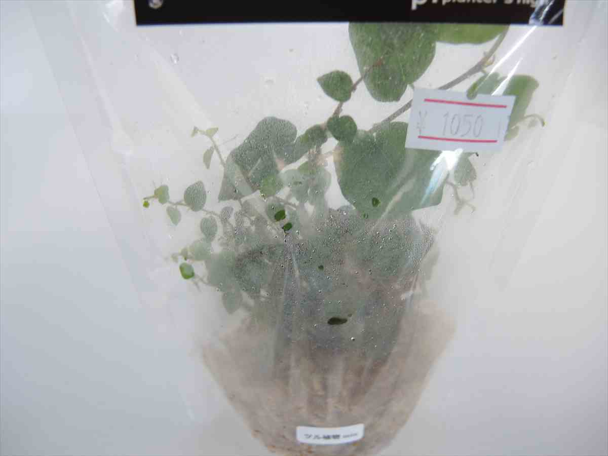 蔓性植物MIXの写真3