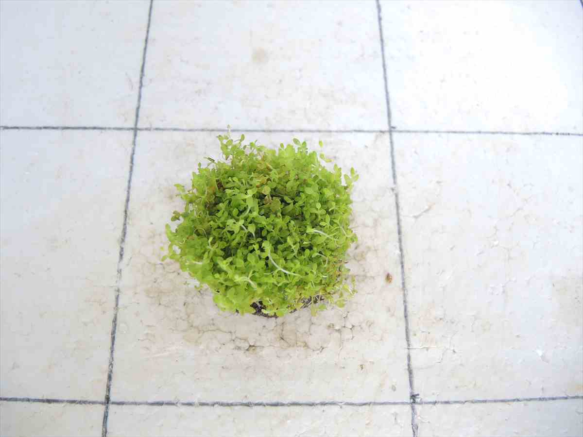 侘び草パールグラス 50Φの写真3