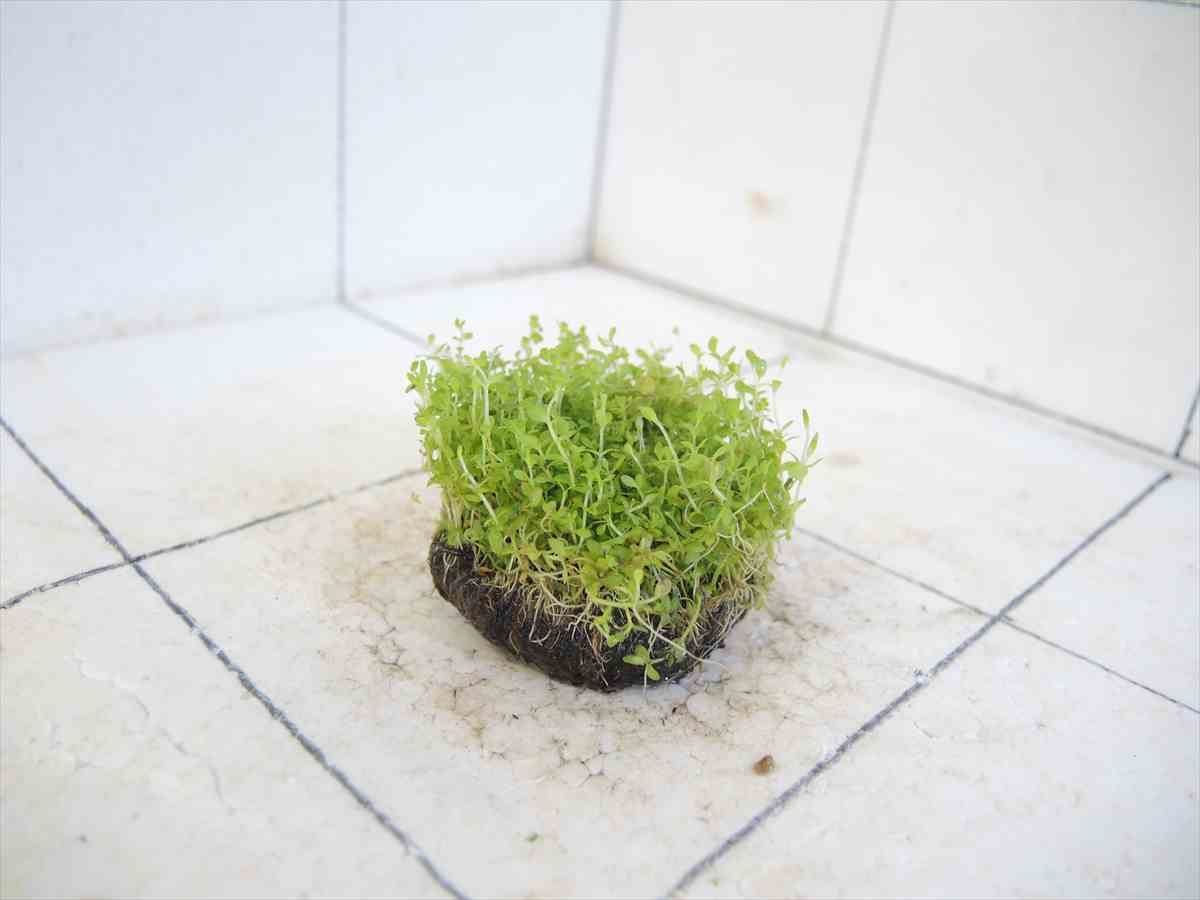 侘び草パールグラス 50Φの写真4