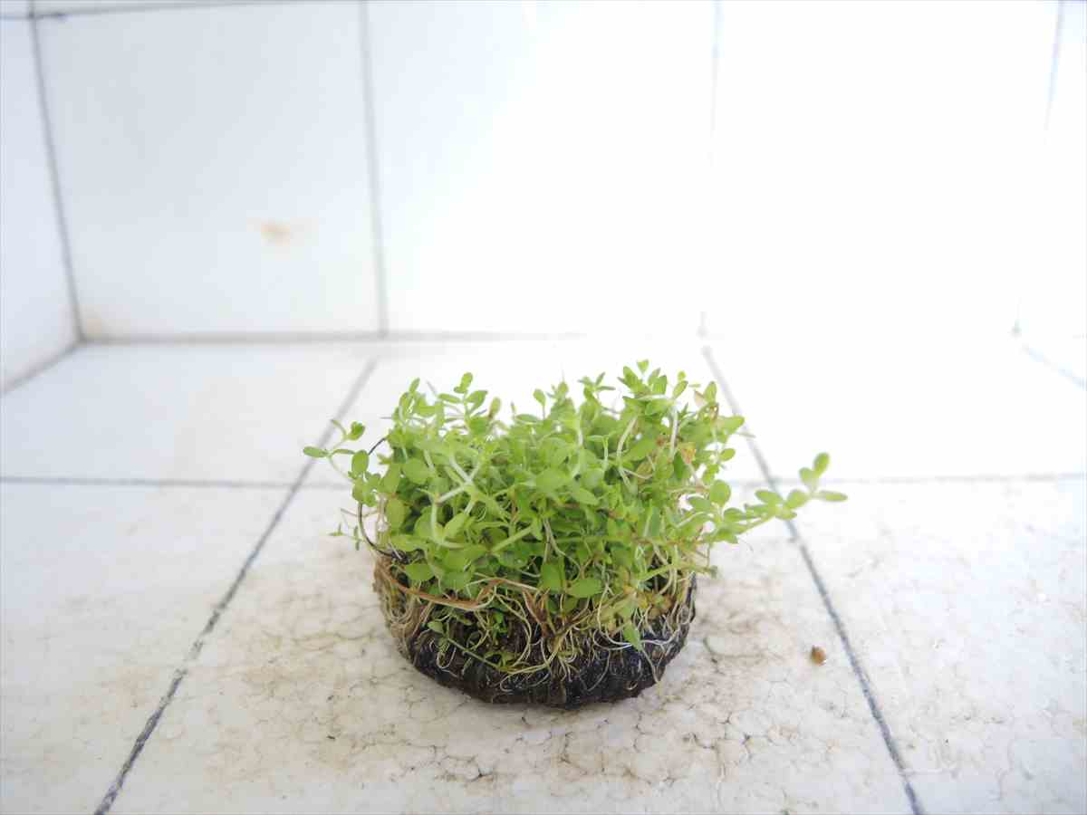 侘び草パールグラス 50Φの写真5