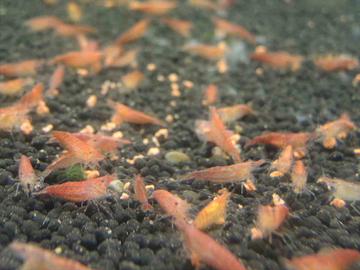 レッドチェリーシュリンプ 5匹セット の通信販売 熱帯魚 水草 アクアマリン熊本