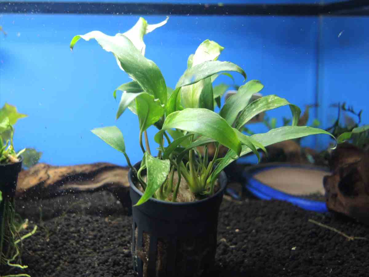 アヌビアス ミニマ ドラゴンクローの通信販売 熱帯魚 水草 アクアマリン熊本