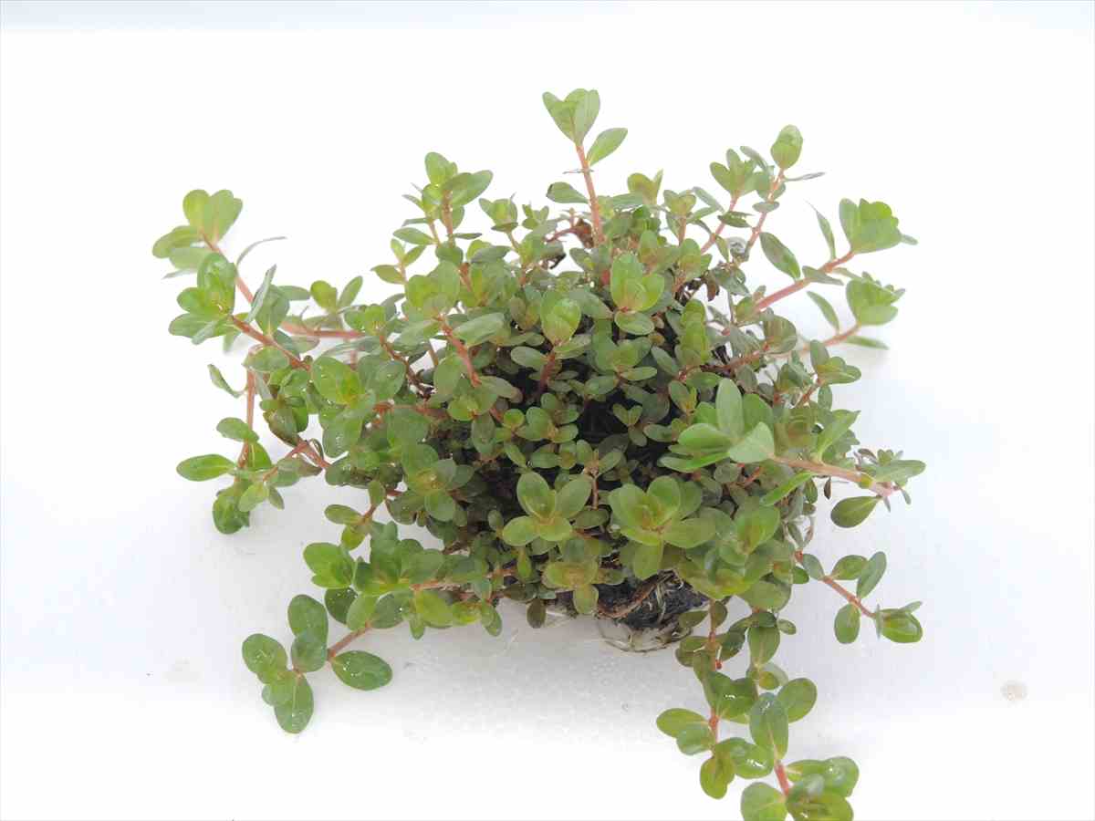 侘び草単植系 ロターラ sp.Hra 65Φの写真3