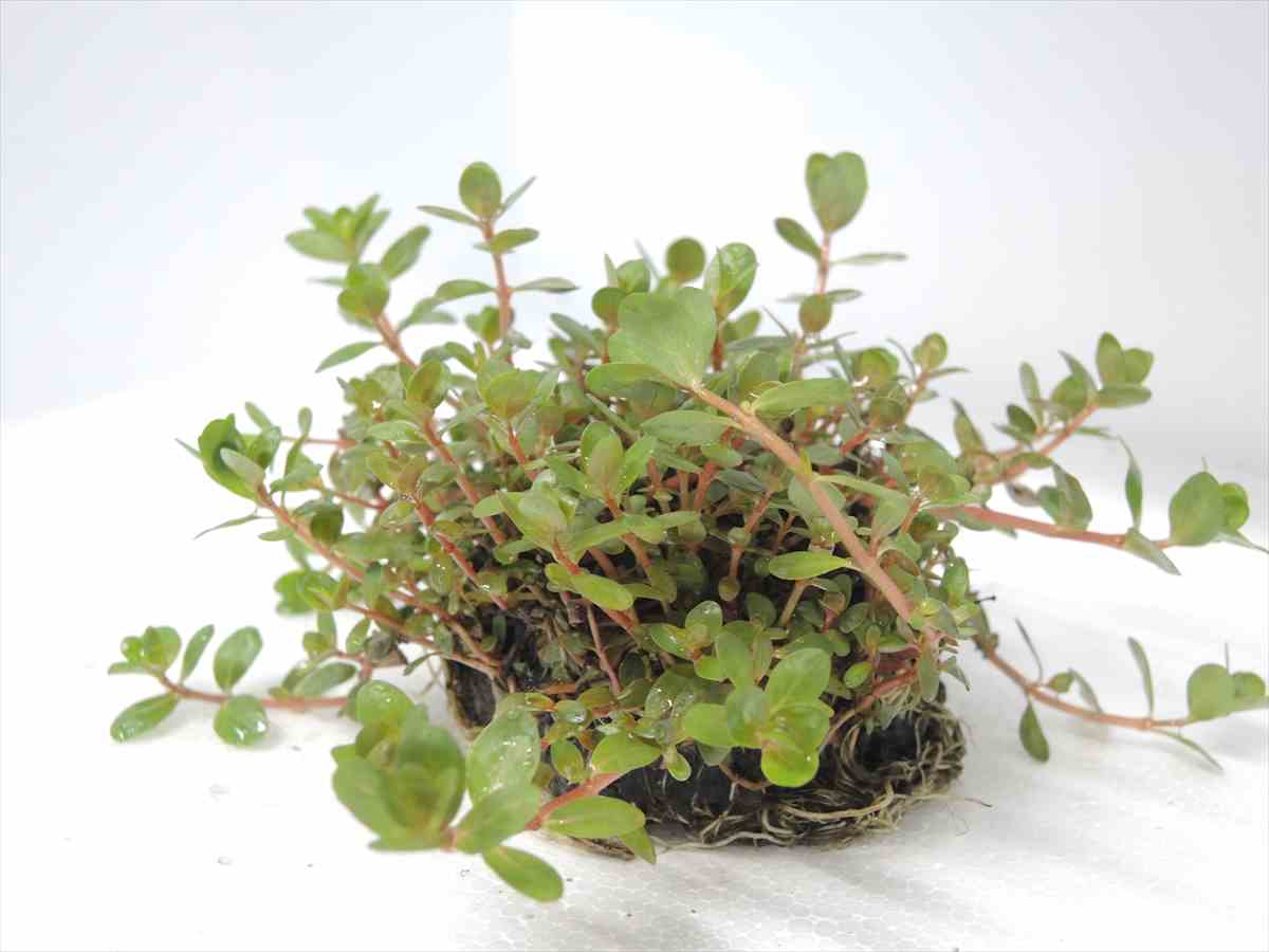 侘び草単植系 ロターラ sp.Hra 65Φの写真4
