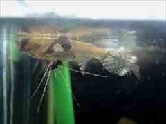 バタフライフィッシュ