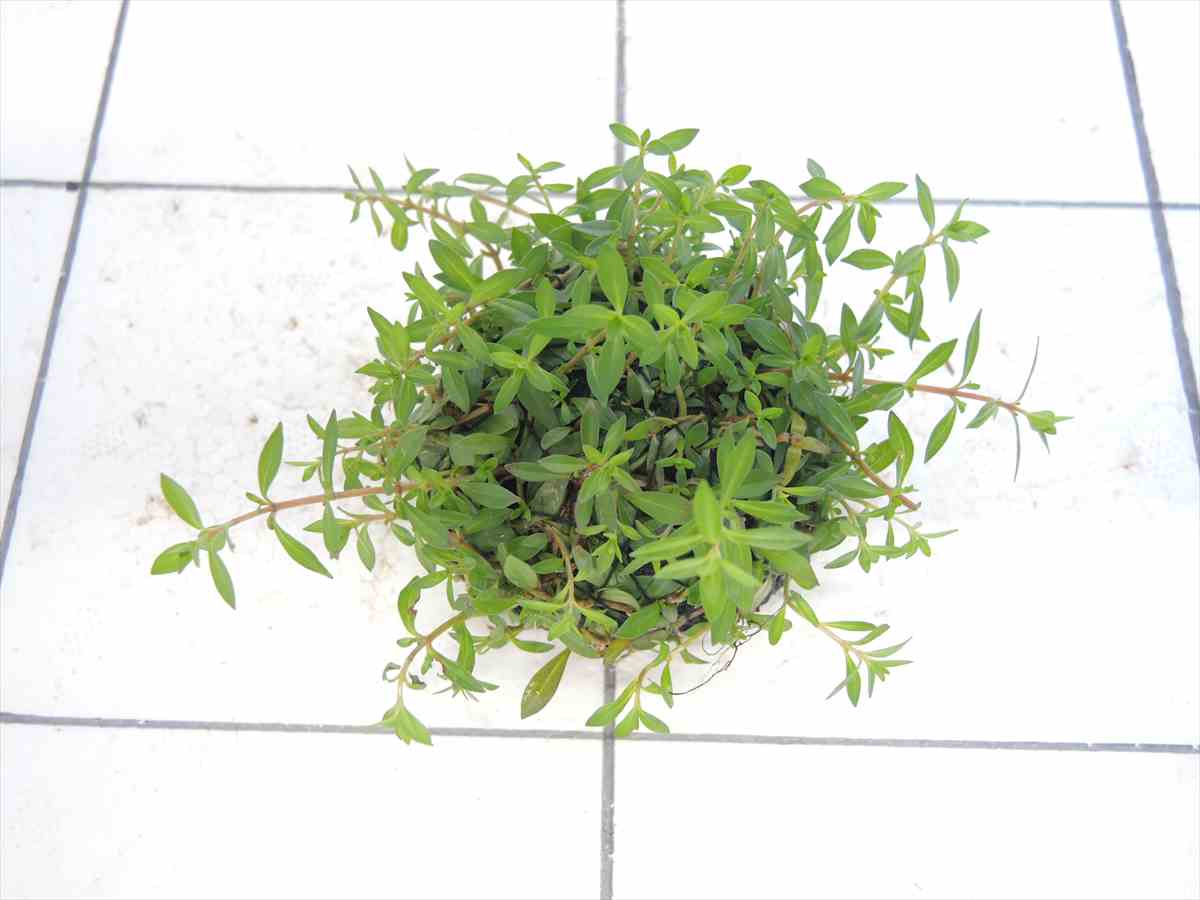 侘び草単植系 ニードルリーフ・ルドウィジア65Φの写真3