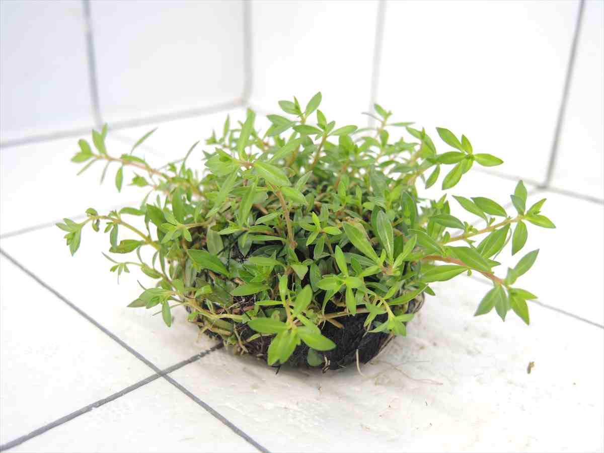 侘び草単植系 ニードルリーフ・ルドウィジア65Φの写真4