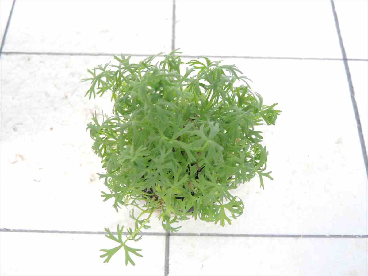 侘び草ラヌンクルス・イヌンダタス 50Φの写真3
