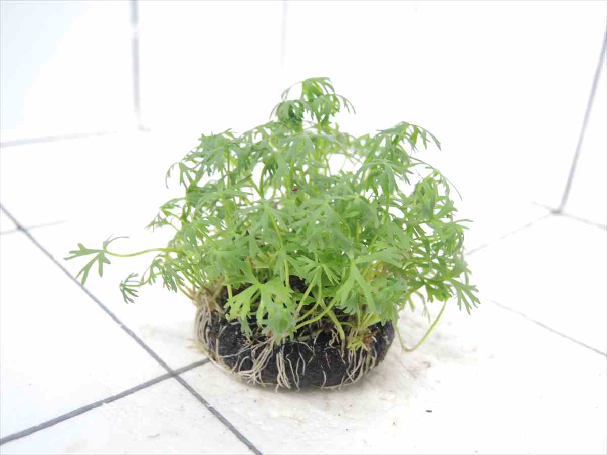 侘び草ラヌンクルス・イヌンダタス 50Φの写真4