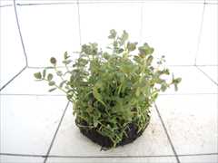 佗び草単植系 ロターラロトンジフォリア グリーンレッド 65Φ
