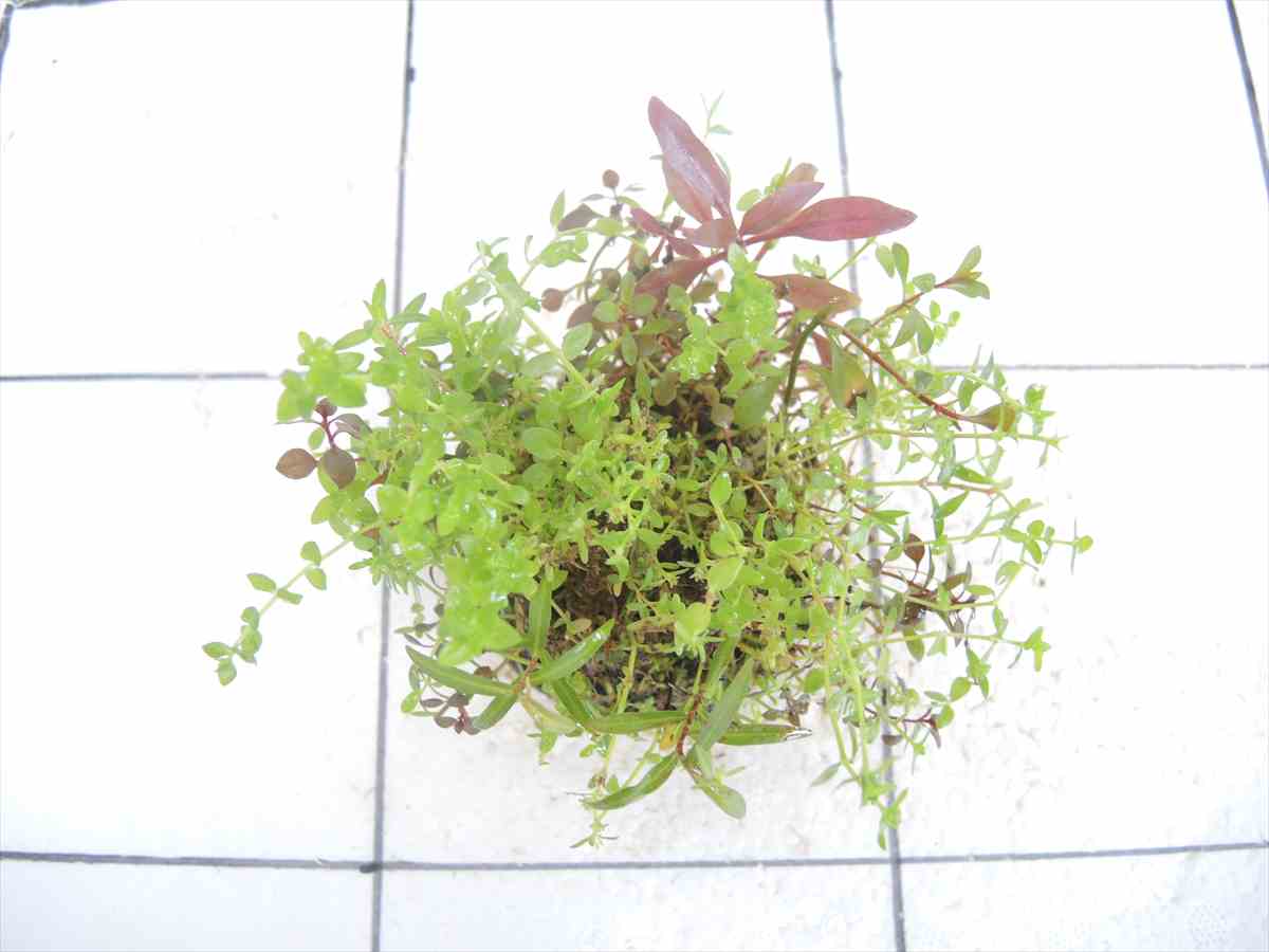 侘び草さやかNo.1の写真3
