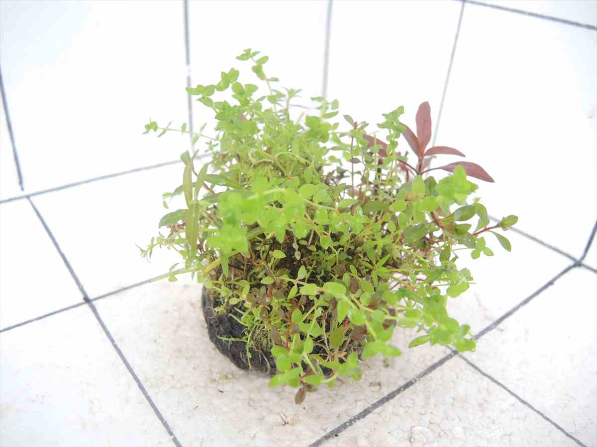 侘び草さやかNo.1の写真4