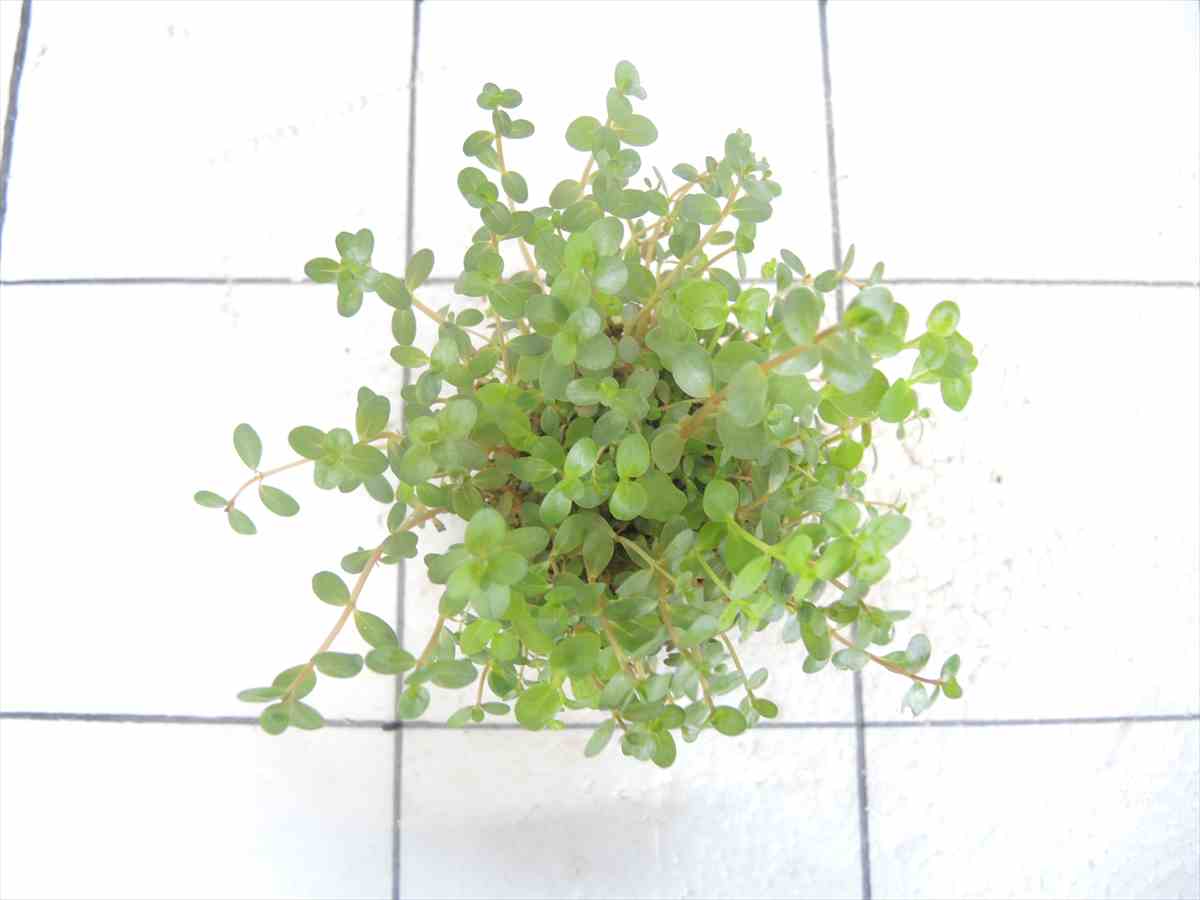 侘び草まどかNo.1の写真3