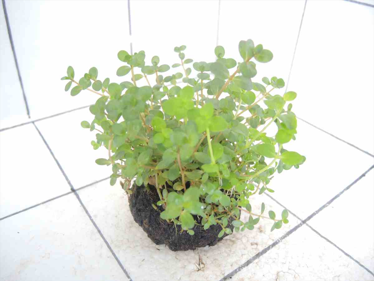 侘び草まどかNo.1の写真4