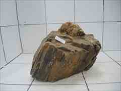 上質木化石 4002