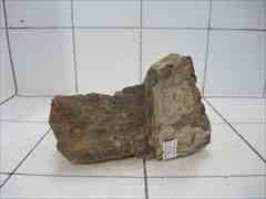 上質木化石 4014