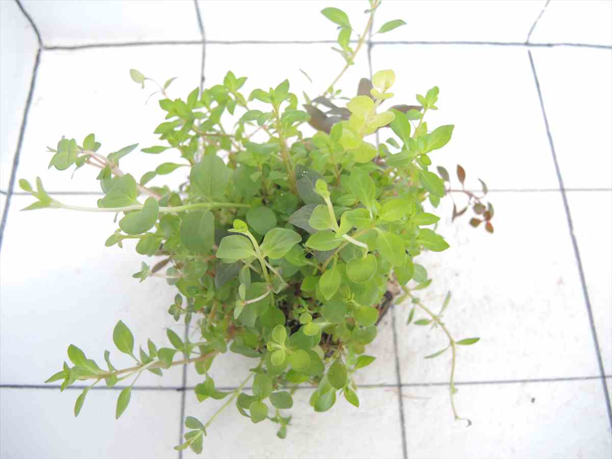 侘び草有茎草MIX No.5の写真3