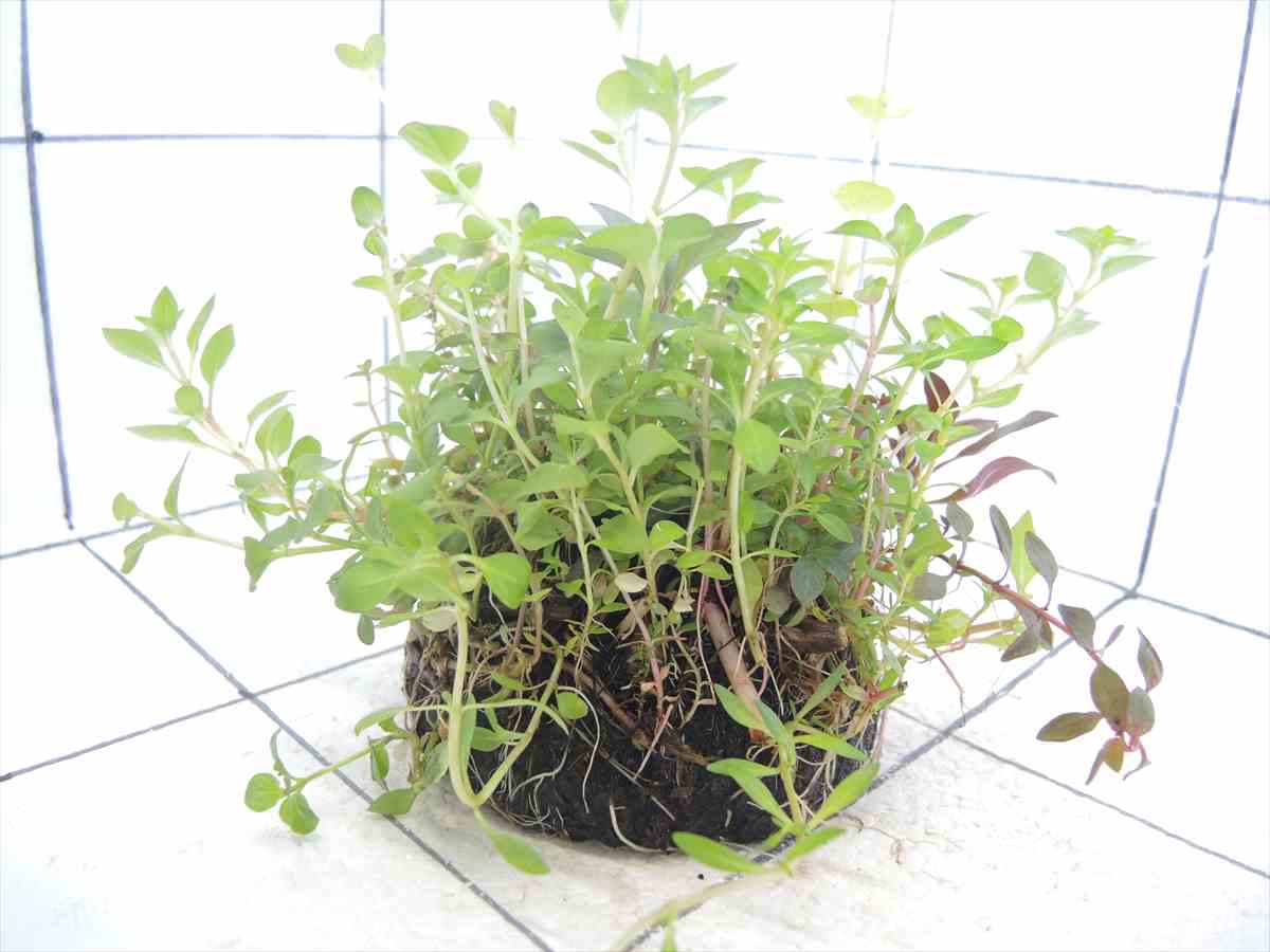 侘び草有茎草MIX No.5の写真4