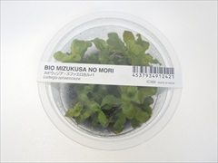 BIOルドウィジア スファエロカルパ