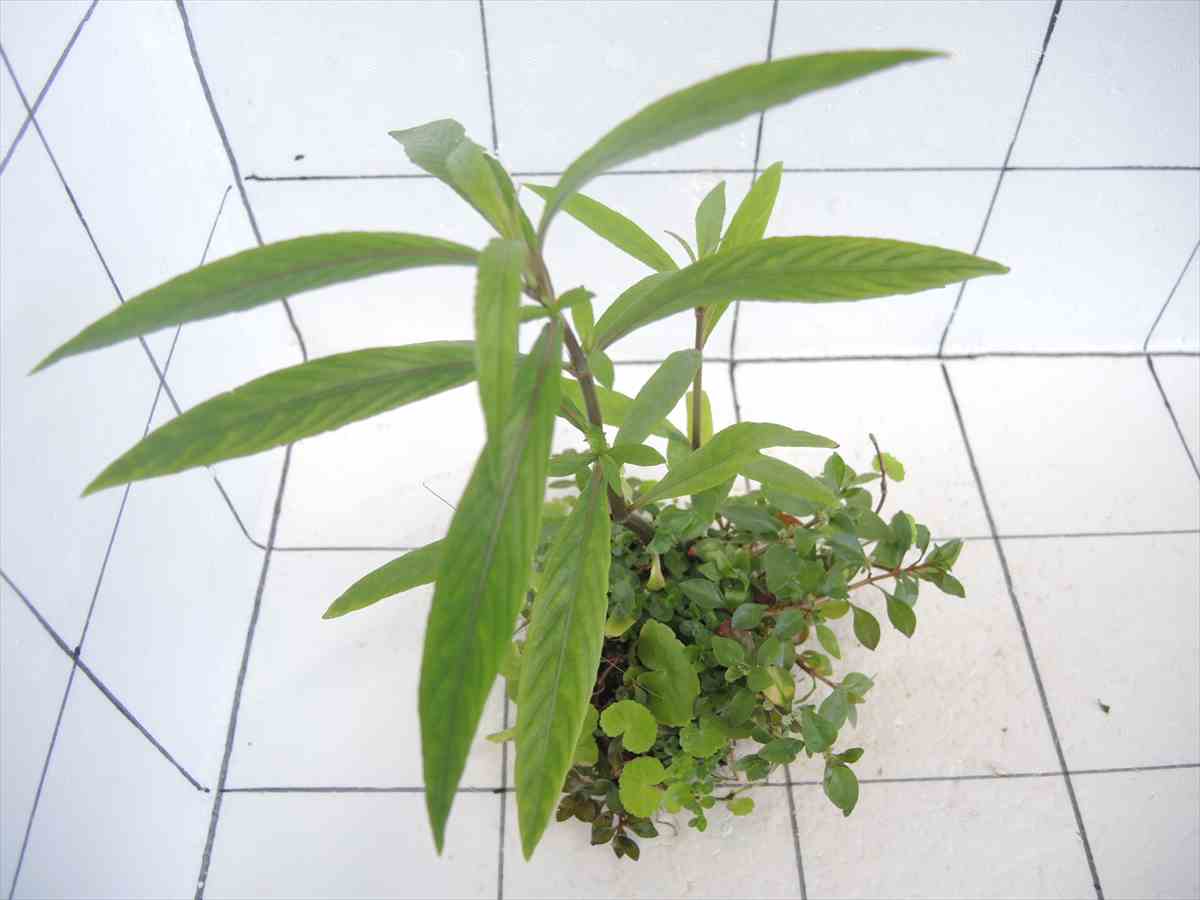 侘び草有茎草MIX No.4の写真3