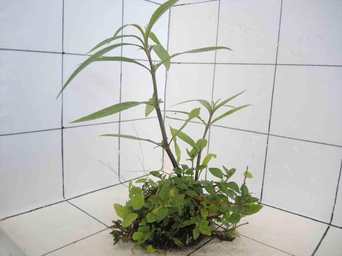 侘び草有茎草MIX No.4の写真4