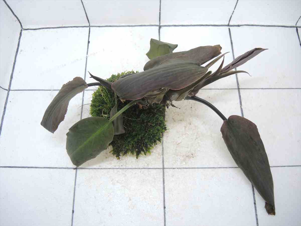 侘び草ラゲナンドラMIX No.3の写真3