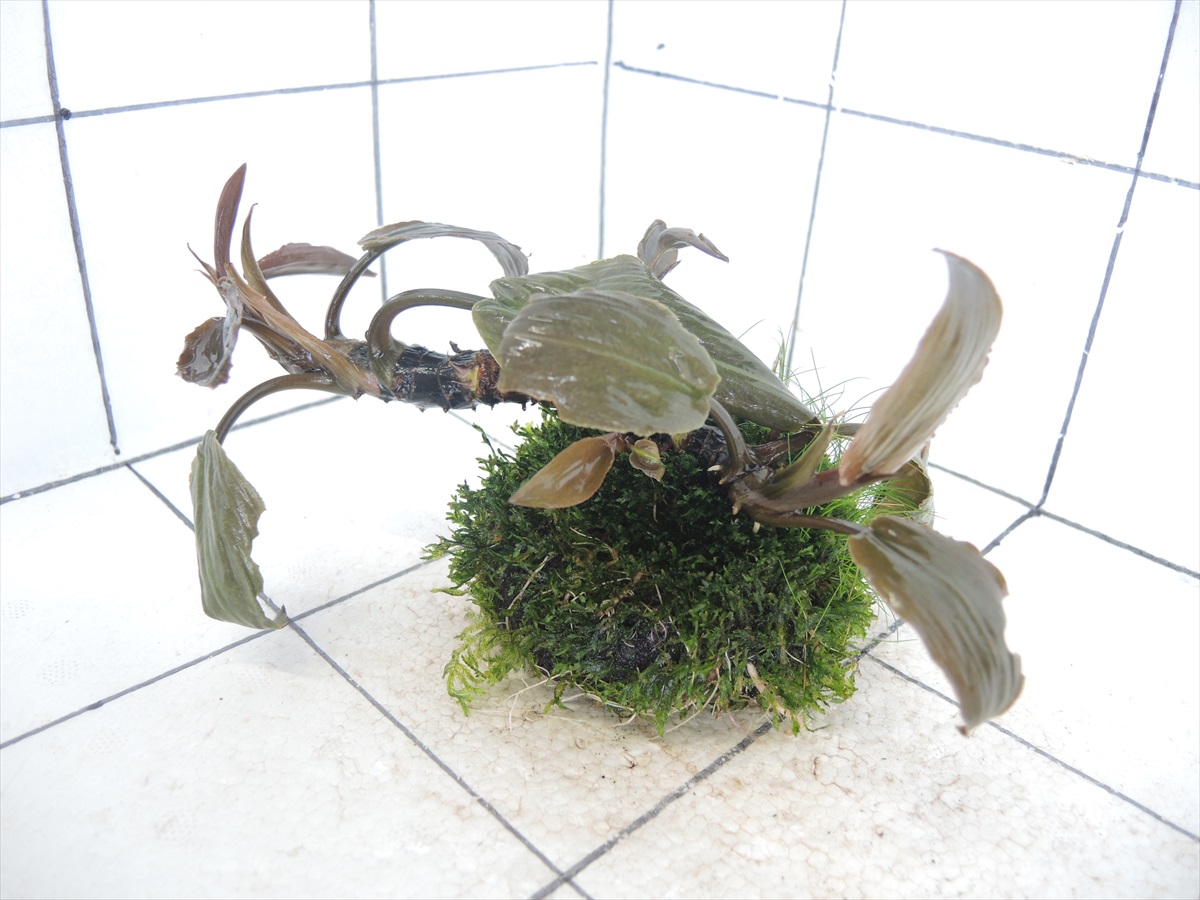 侘び草ラゲナンドラMIX No.1の写真4
