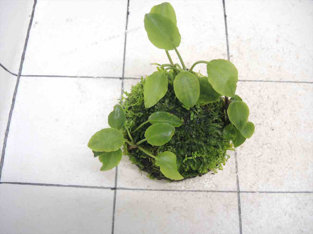 佗び草しずく No.4の写真3