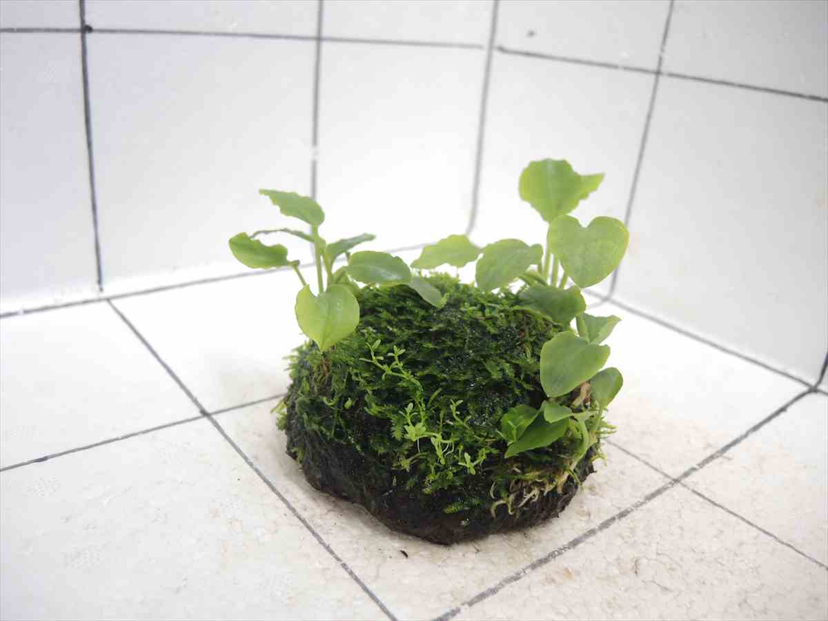 佗び草しずく No.4の写真4