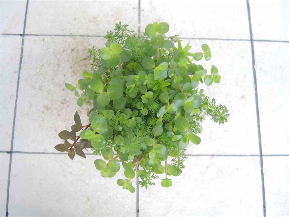 侘び草かれんNo.6の写真3