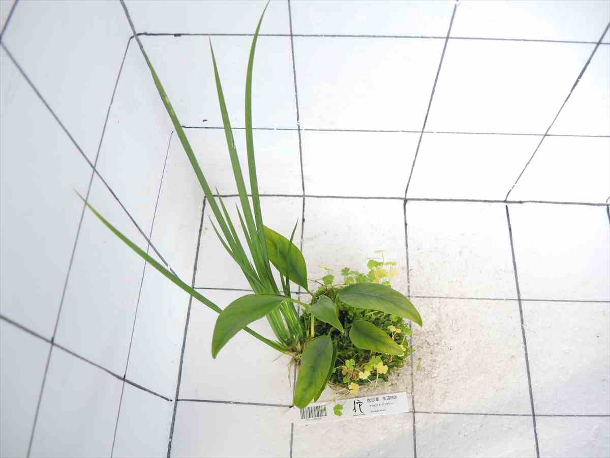 佗び草 水辺MIX No.2の写真3