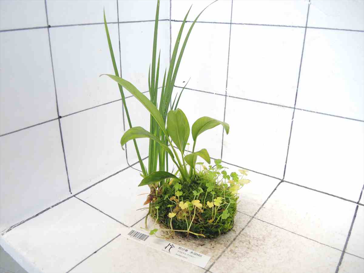 佗び草 水辺MIX No.2の写真4