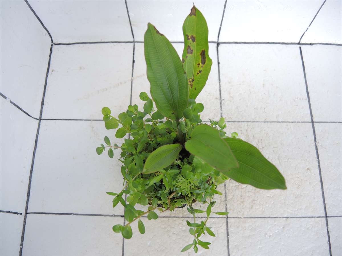 侘び草エキノMIX No.1の写真3