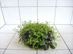 佗び草しずく No.1