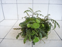 佗び草しずく No.2