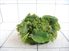 佗び草しずく No.3