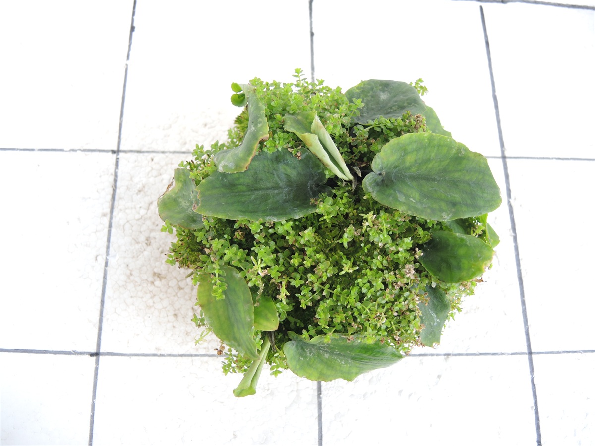 佗び草しずく No.3の写真3